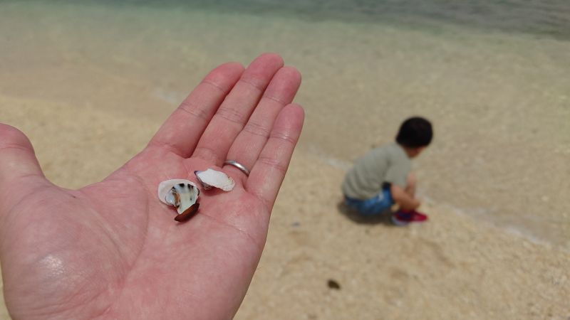 オハマビーチでの散策の様子。綺麗な貝殻を子供が見つけてプレゼントしてくれます。
